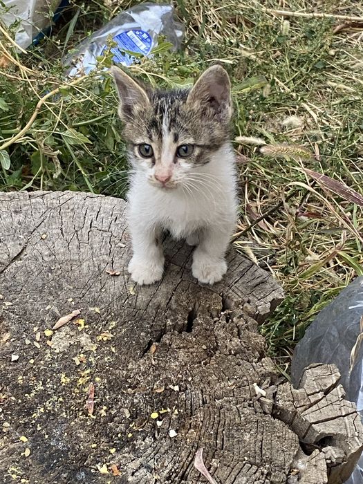 Котята БЕСПЛАТНО маленькие