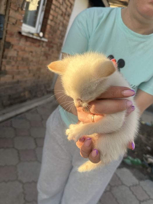 Отдам котят девочек