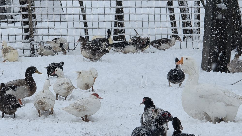 Vând Boboci de Gasca de Rata Normala si Muta  .Trimit în tara!