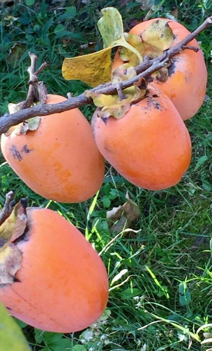 Kaki (Soiuri Diferite Rezistente la Ger )