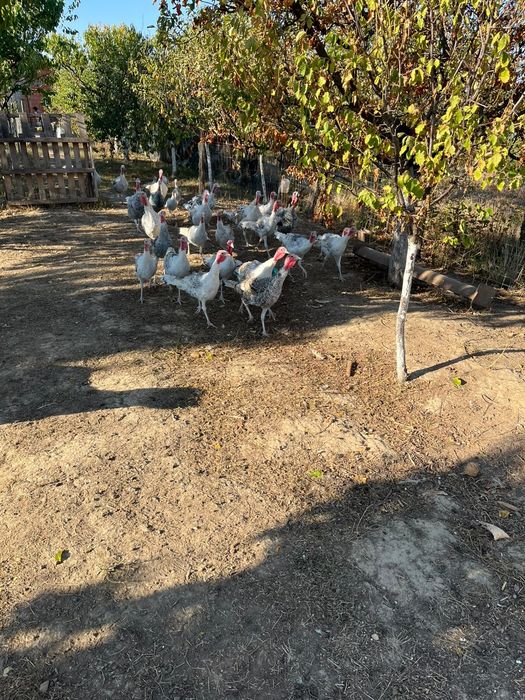 Curci și curcani de casă