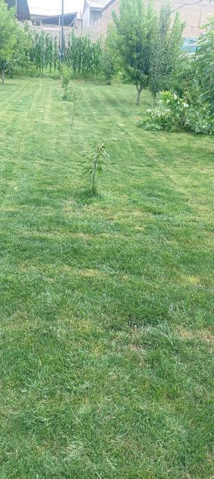 Назарбек Мевазор махаллада 2-4-8-сотих йерлар сотилади