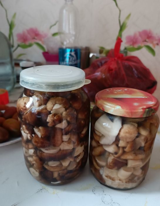 Продаю грибы вкусные