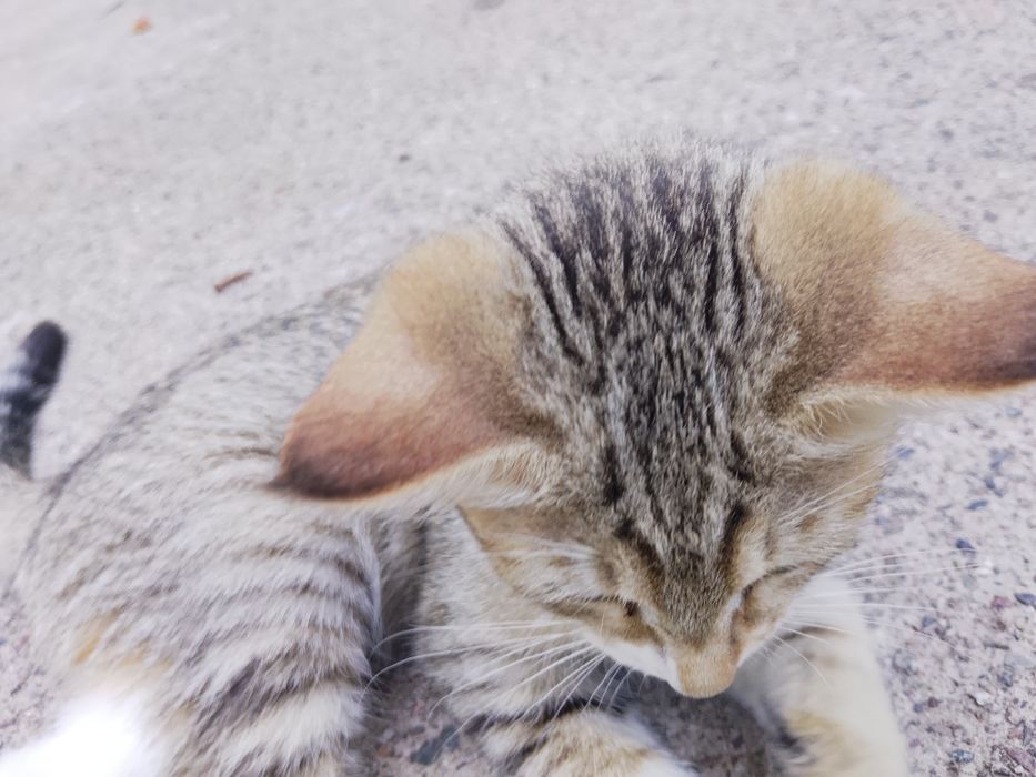 Mushuk bolasi/Котёночек