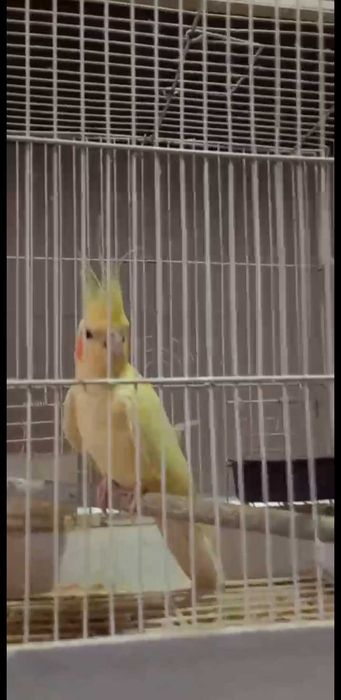 Поппугай Карелла