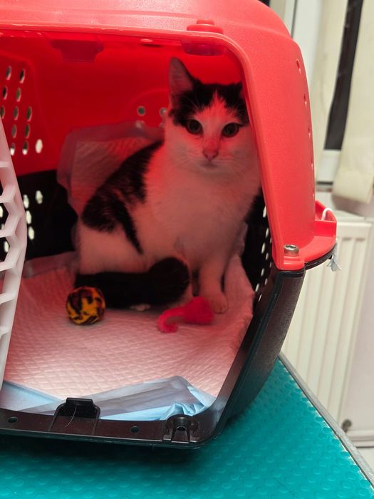 pui de pisicuta superba,pisicuta pentru adoptie,puiuta de pisicuta