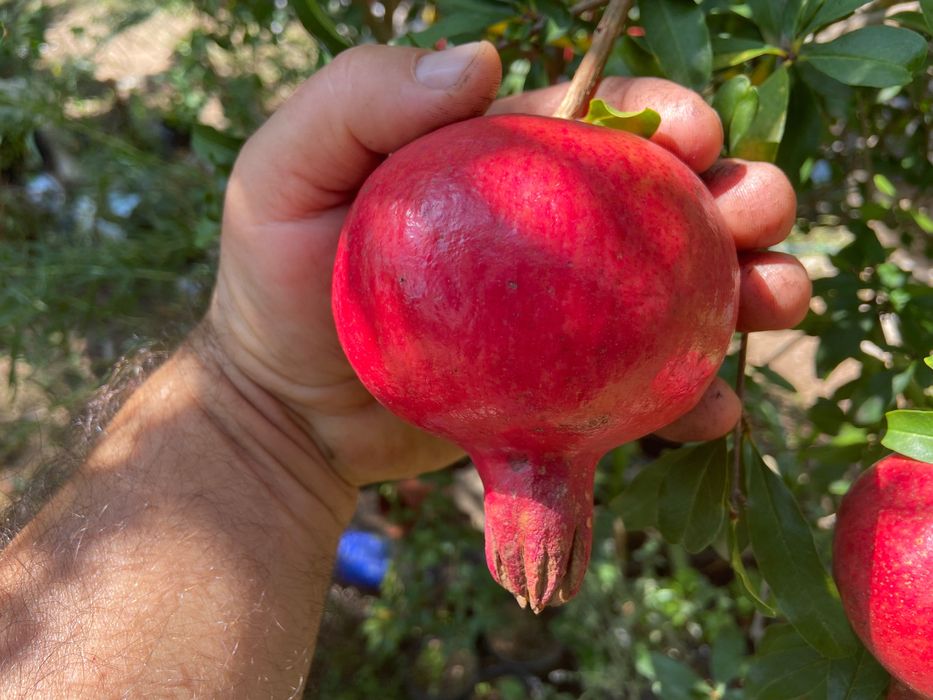 Нарове – селекция от много сортове с различни характеристики, дръвчета
