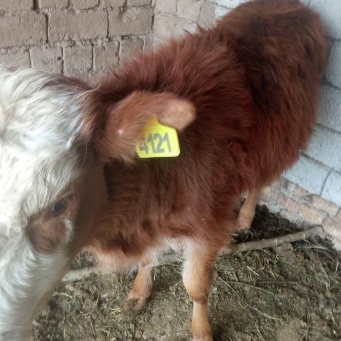 Бузок 6 ойлик сотилади