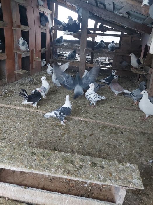 Porumbei foarte frumosi