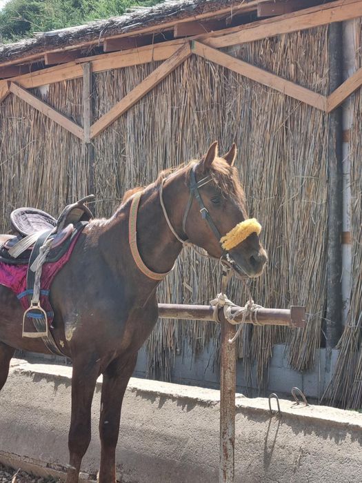 Продам лошадь 2 млн или обмен предлогайте варианты