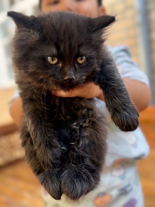 Отдам домашние котята
