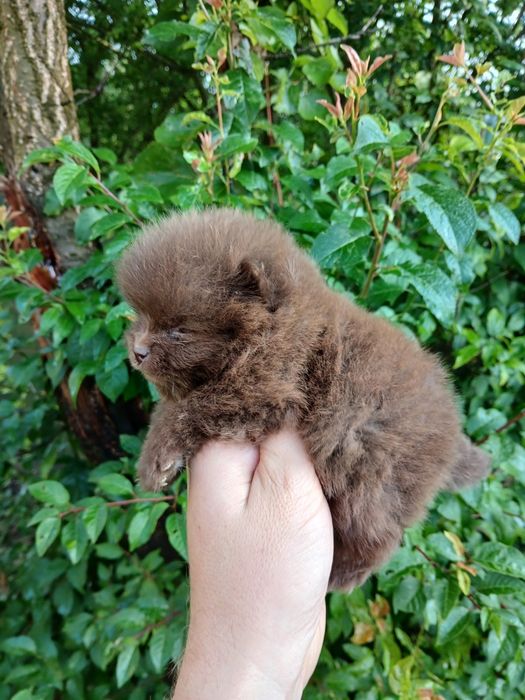 Asigur transport !!! Pui Pomeranian Chocolate, talie mini, mascul superb cu certificat Pedigree !!!
