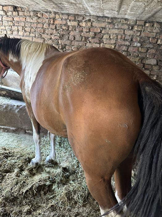 Семіз Құнан откорм ( Лошадь, Тай , Жылкы )