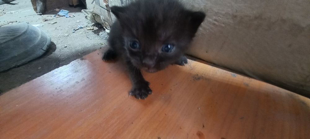 Отдам котят в добрые руки