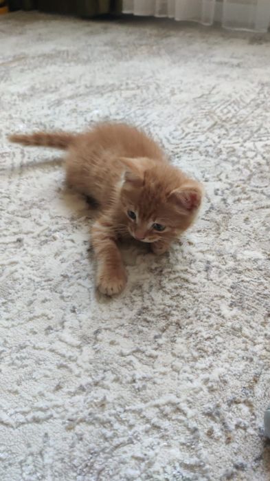 Отдам котенка бесплатно!