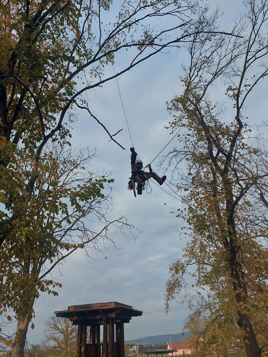 Autorizat ISA Toaletare arbori Toaletare copaci Taiere arbori copaci