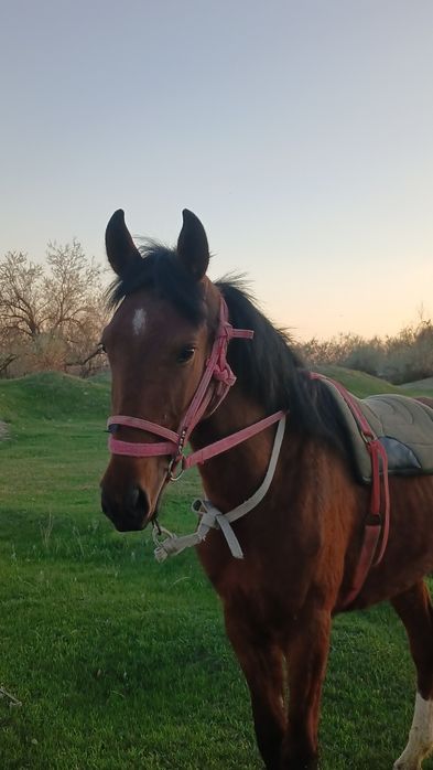 Мынгы кунан 2жас