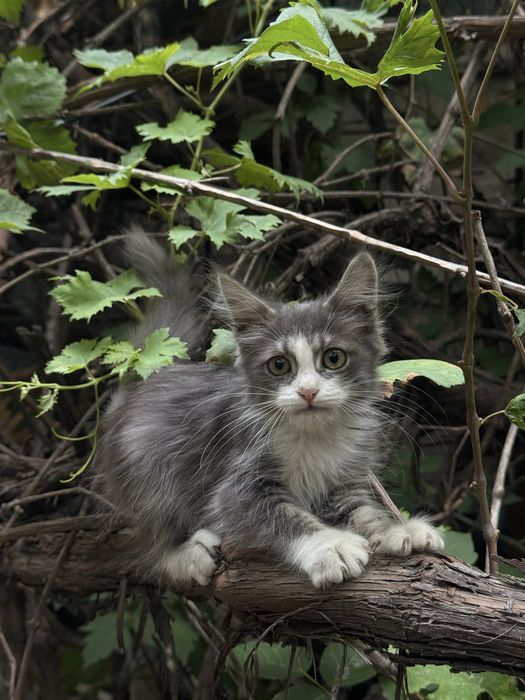 Ищем котятам любящих родителей