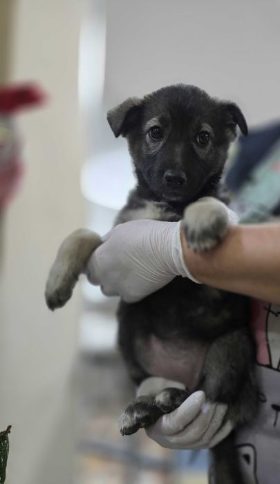 Щенок, мальчик, 2 месяца