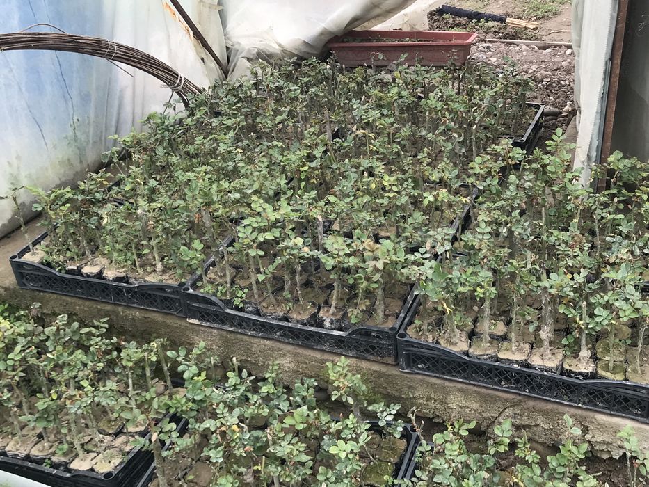 Atirgul koʻchatlari sotiladi!!!