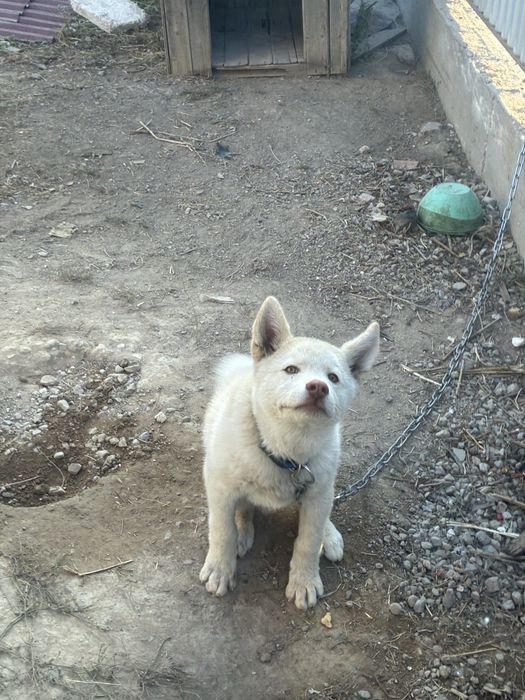 Лайка, 4 месяцев