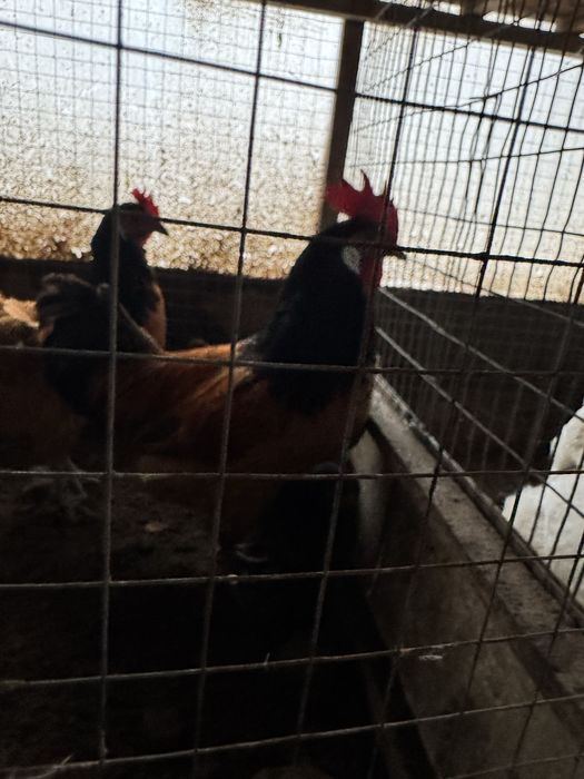 Forverk xo’roz tayyor 250 ming so’m