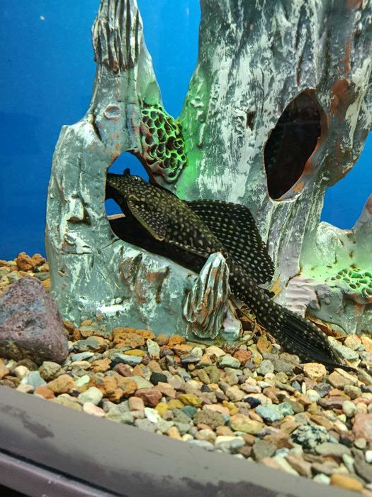 Продается аквариум с парчовыми сомиками
