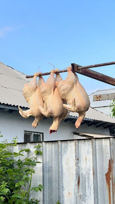 Бройлеры домашние куры