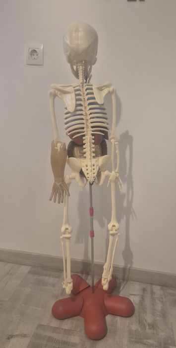 Colectia Corpul Uman