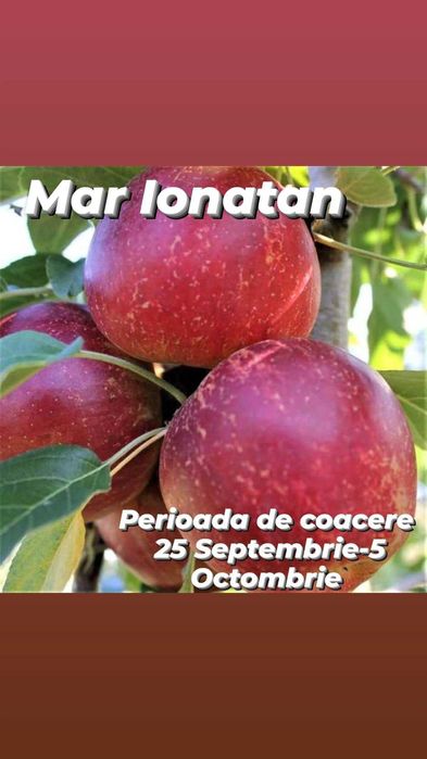 Pomi fructiferi altoiti