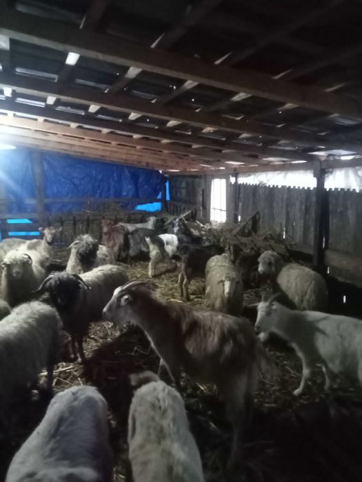 Vând oi și capre bune