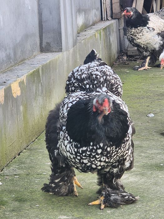 Brama tyomniy pux tuxumlari sotiladi