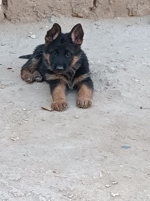 Кушик сатылады немецкая