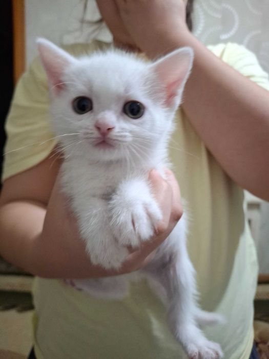 В добрые руки котята