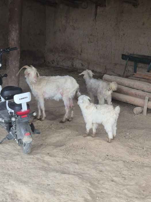 Ешкі сатылады опшый 5 бас