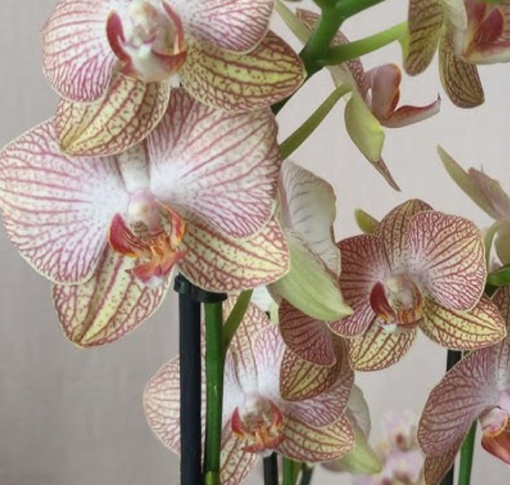 Орхидея фаленопсис сорт Ровелло.