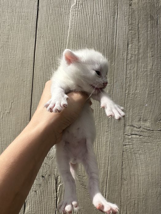 Отдам котят 2 девочки 1 мальчик
