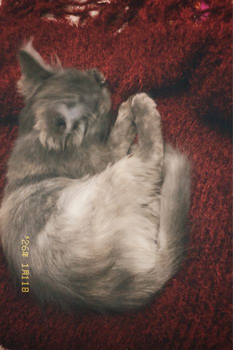 Отдаем в хорошие руки