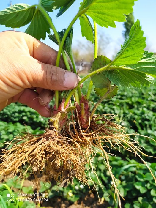 Рассада клубника Прадаётсия.привизной.сорт.Карейски.Галански.гибрид.