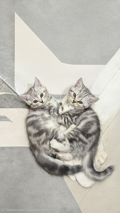Котята скоттиш-страйт