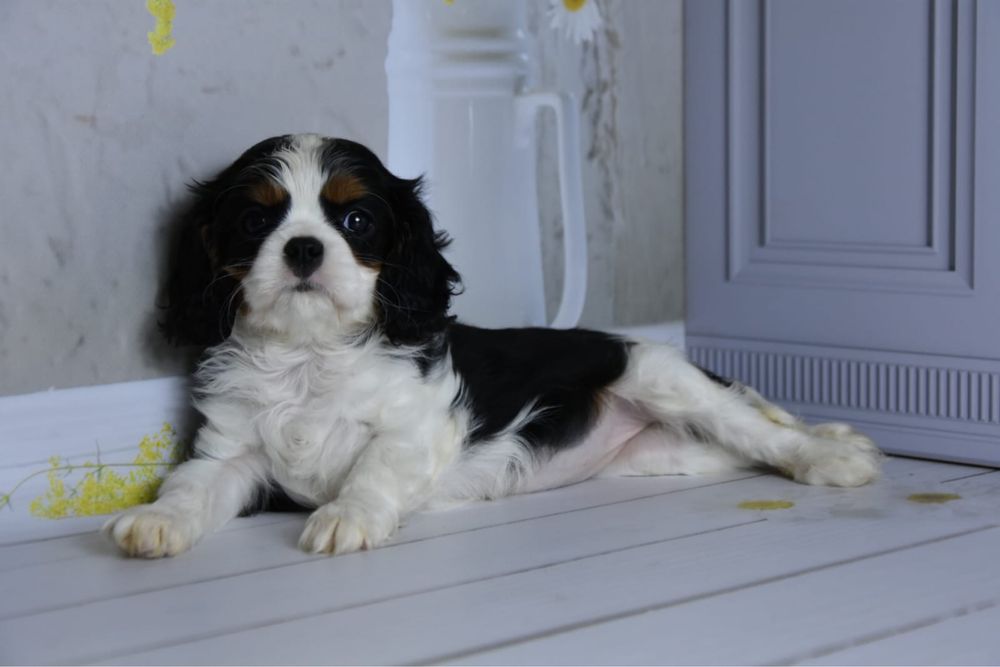 Кавалер кинг чарльз спаниель