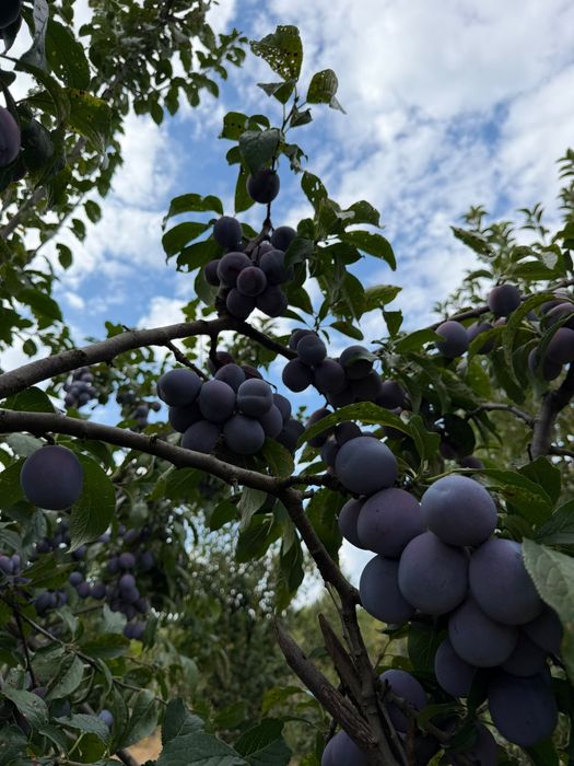 Vând prune de țuică!