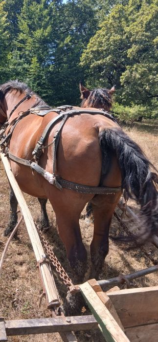Iapă de vânzare detali la telefon