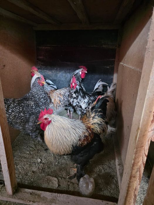 Брамалар сатылады