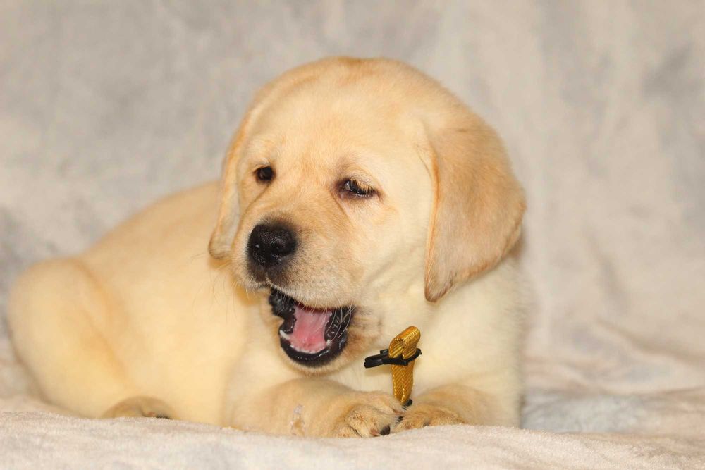 pui labrador calitate deosebita