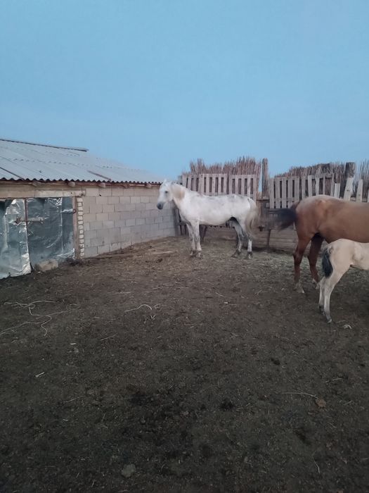 Продается жеребец