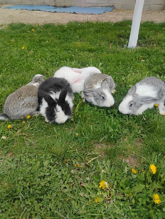 Iepurași hycole sanatosi