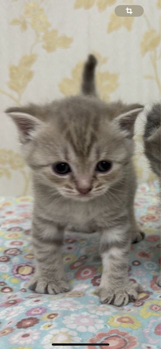 Продаётся мальчик Скотиш Страйт