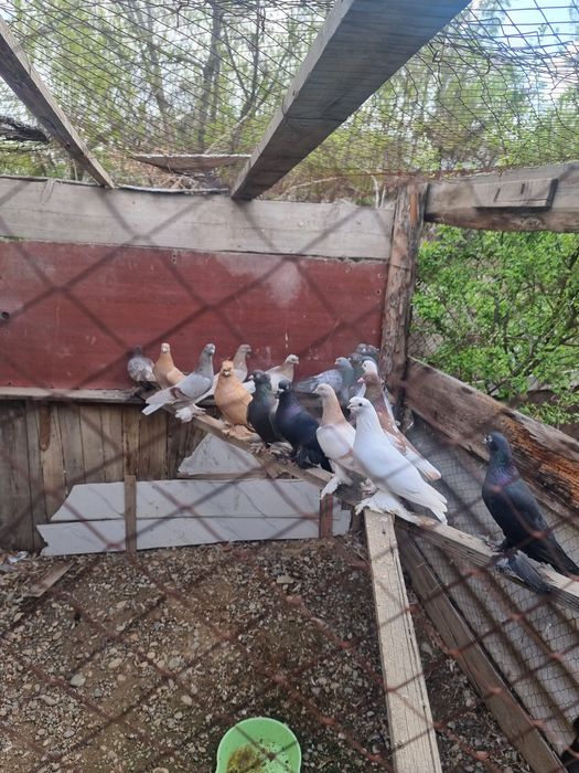Продам голубей 19 штук