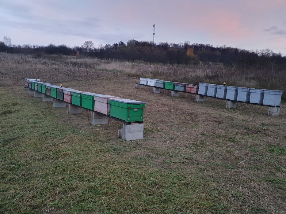 Vânzare Lazi Albine